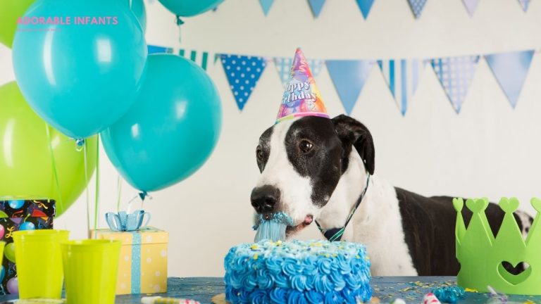 210+Dog 2nd birthday captions for Instagram for your lovable pup